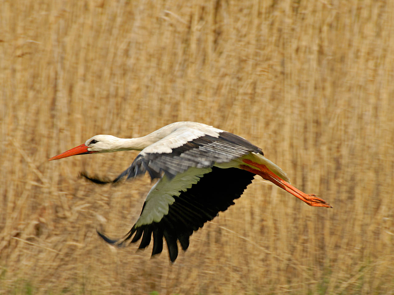 Neusiedl Fotos