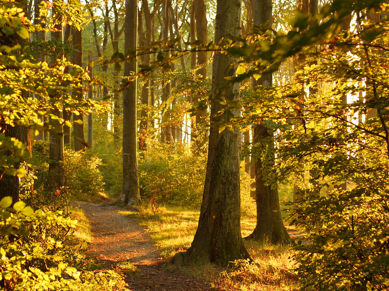 Wienerwald Foto 