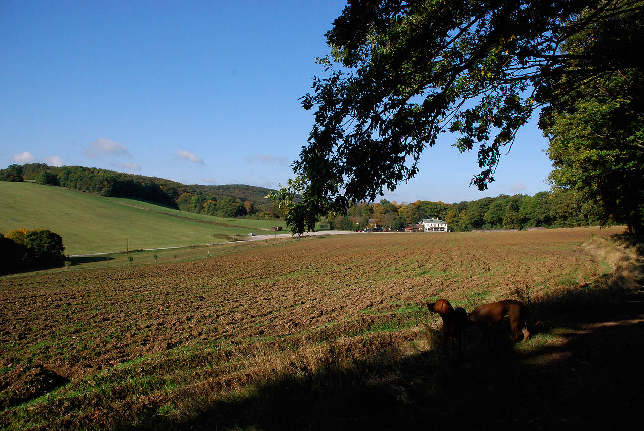 Foto Wienerwald