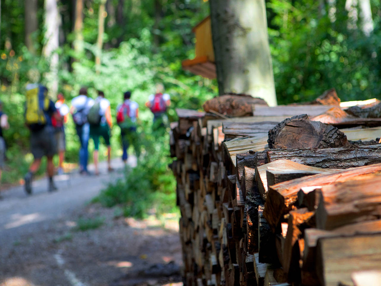 Foto Waldpfade